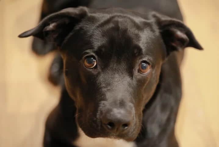 cachorro com alergia