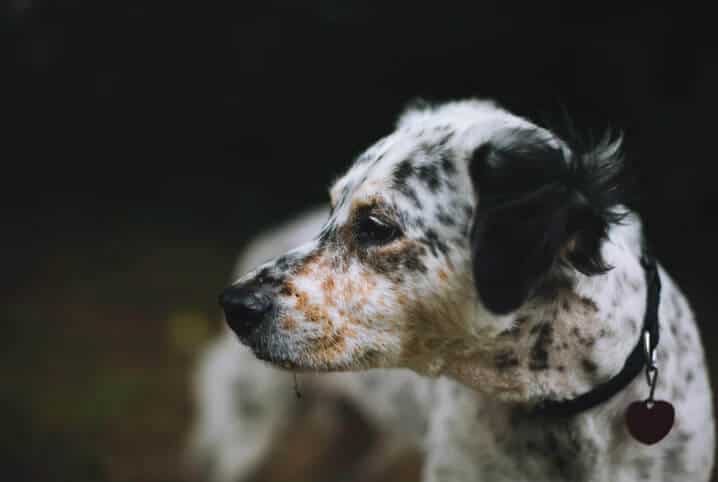 cachorro com manchas no rosto