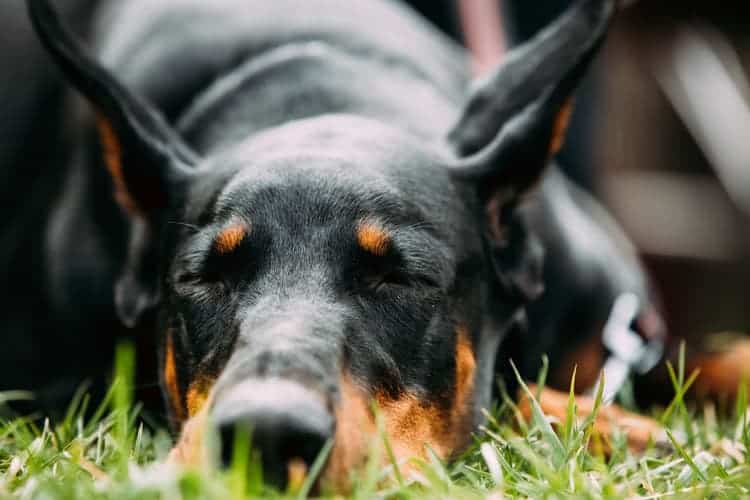 Berne em cachorro: o que é e como tratar?