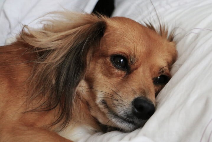 cachorro deitado em cama