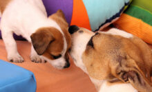 cachorra menstrua 6