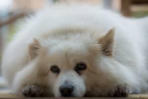 Saiba como tratar um cachorro com febre