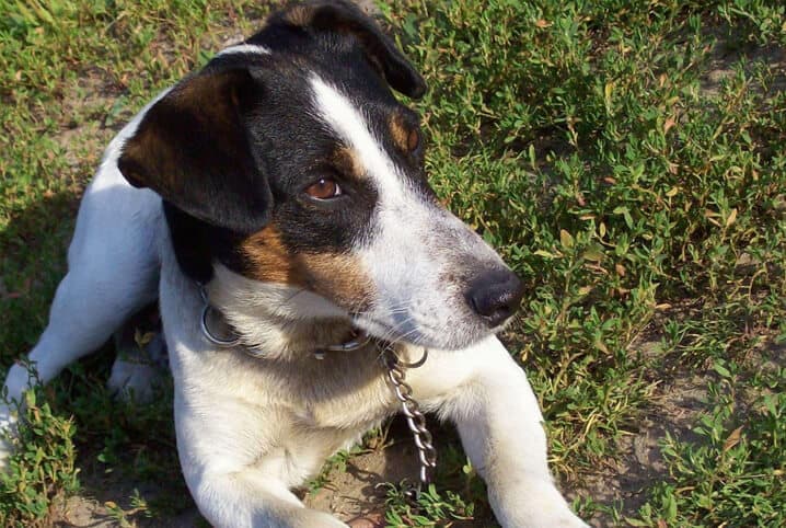 cachorro deitado na grama