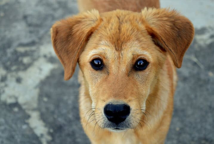 cachorro olhando para cima