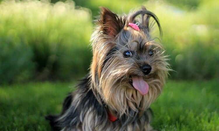 Cachorro yorkshire sentado no gramado com a língua de fora.