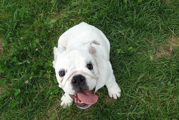 Cachorro branco com a língua de fora enquanto está sentado na grama.