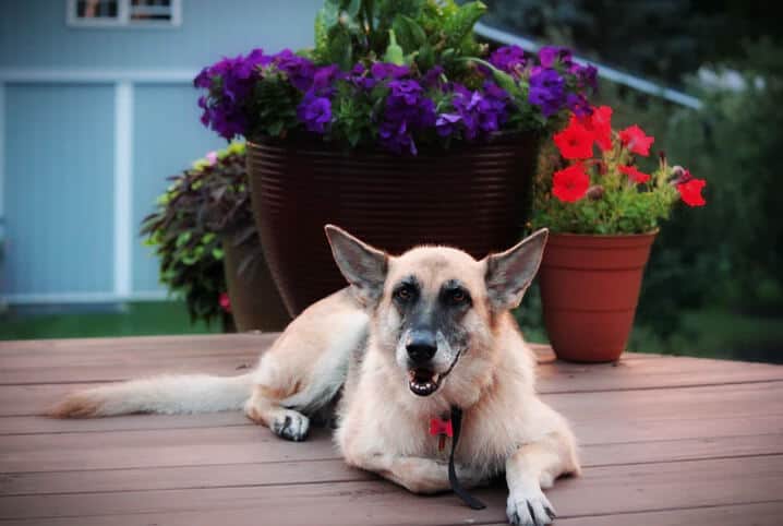 cachorro deitado com flores de fundo