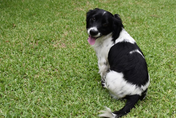 cão com a língua para fora