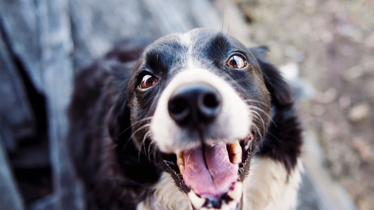 Nomes de cachorro engraçados: centenas de opções divertidas