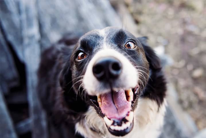 Nomes de cachorro engraçados: centenas de opções divertidas