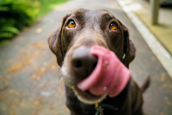 cachorro lambendo o nariz