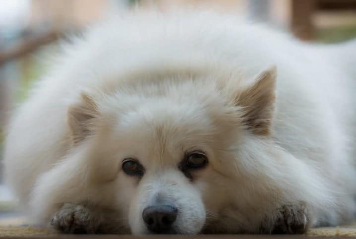cachorro branco triste com cabeça baixa