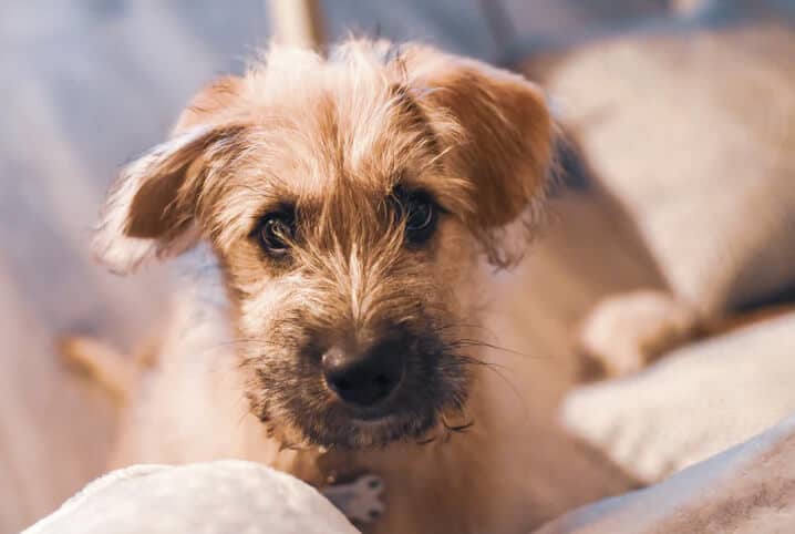 Cachorro urinando sangue: causas, sintomas e tratamento