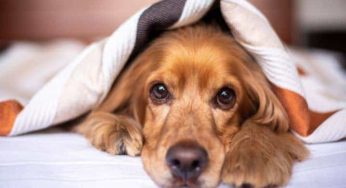 Cachorro vomitando amarelo: descubra as possíveis causas!