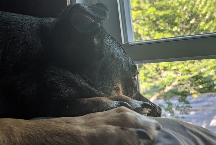 cachorro doente em casa