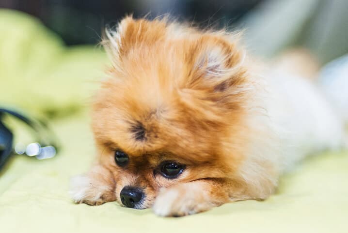 cachorro doente