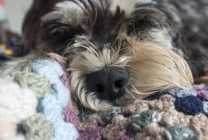 cachorro doente dormindo