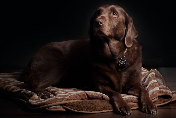 cachorra preta sentada em poltrona