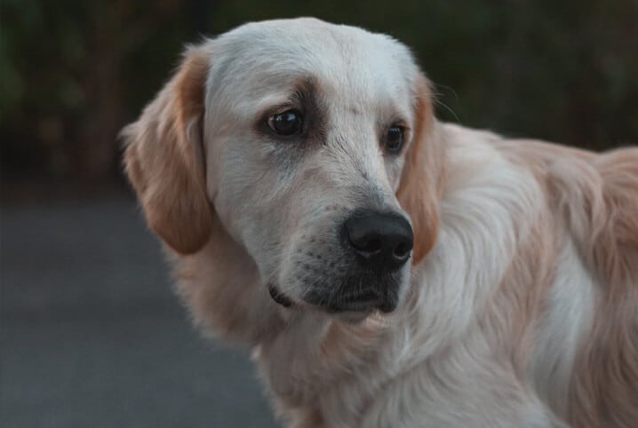 Leptospirose canina: doença perigosa e difícil de identificar