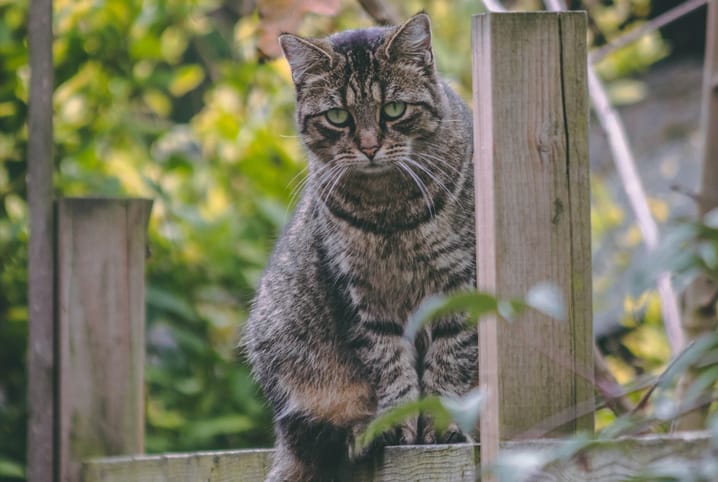 gato em cima da cerca