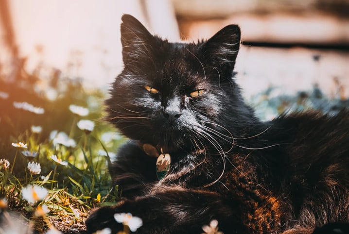 gato deitado no jardim