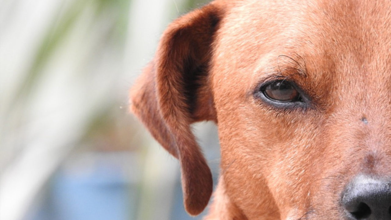 Conjuntivite canina: como saber o que fazer? | Petz Conjuntivite canina: como saber o que fazer? | Petz