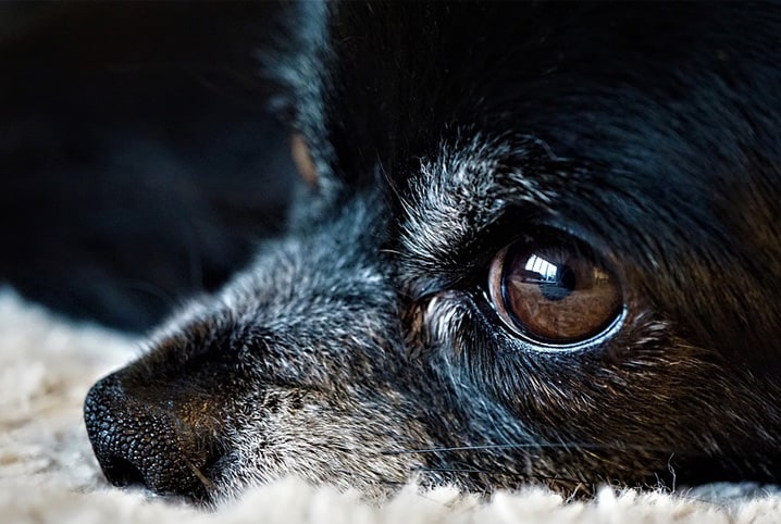 Rosto de cachorro SRD preto com pelos brancos como sinal de idade avançada.