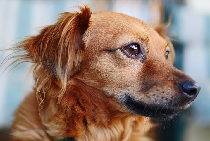 Cachorro caramelo de lado.