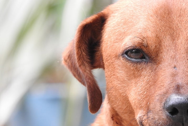 Cachorro SRD caramelo em recorte com foco no olho.