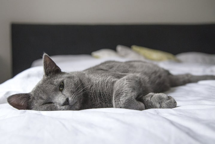 Gato cinza com um olho fechado e outro aberto.