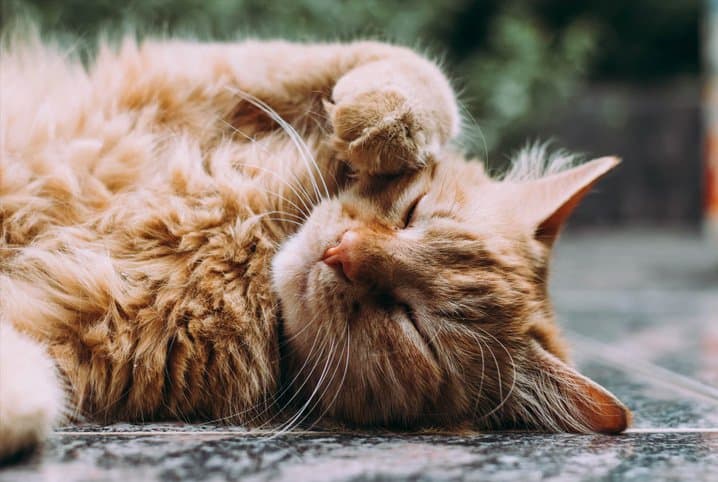 Gato deitado com a pata no olho direito.