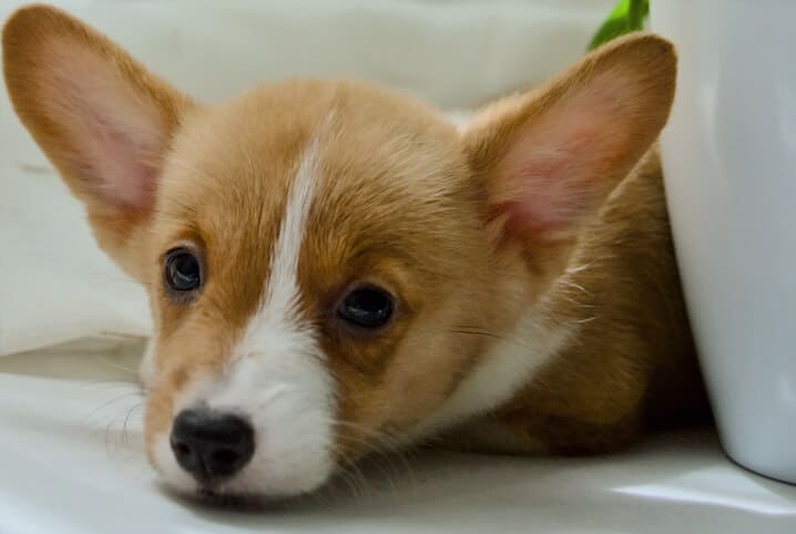 filhote de corgi