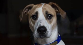 O que é coronavirose canina e como tratar?