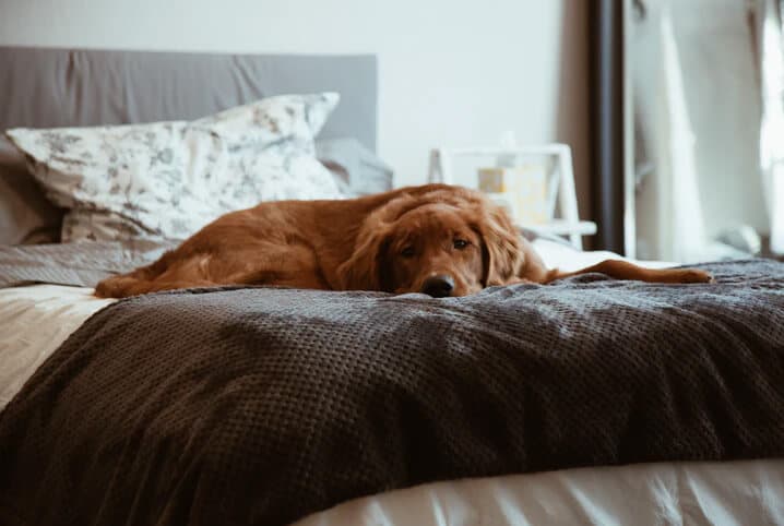 cachorro deitado na cama