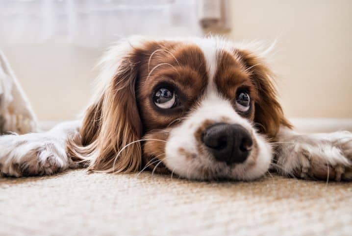 cachorro com o focinho arrebitado