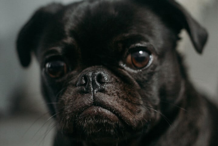 cachorro de focinho achatado