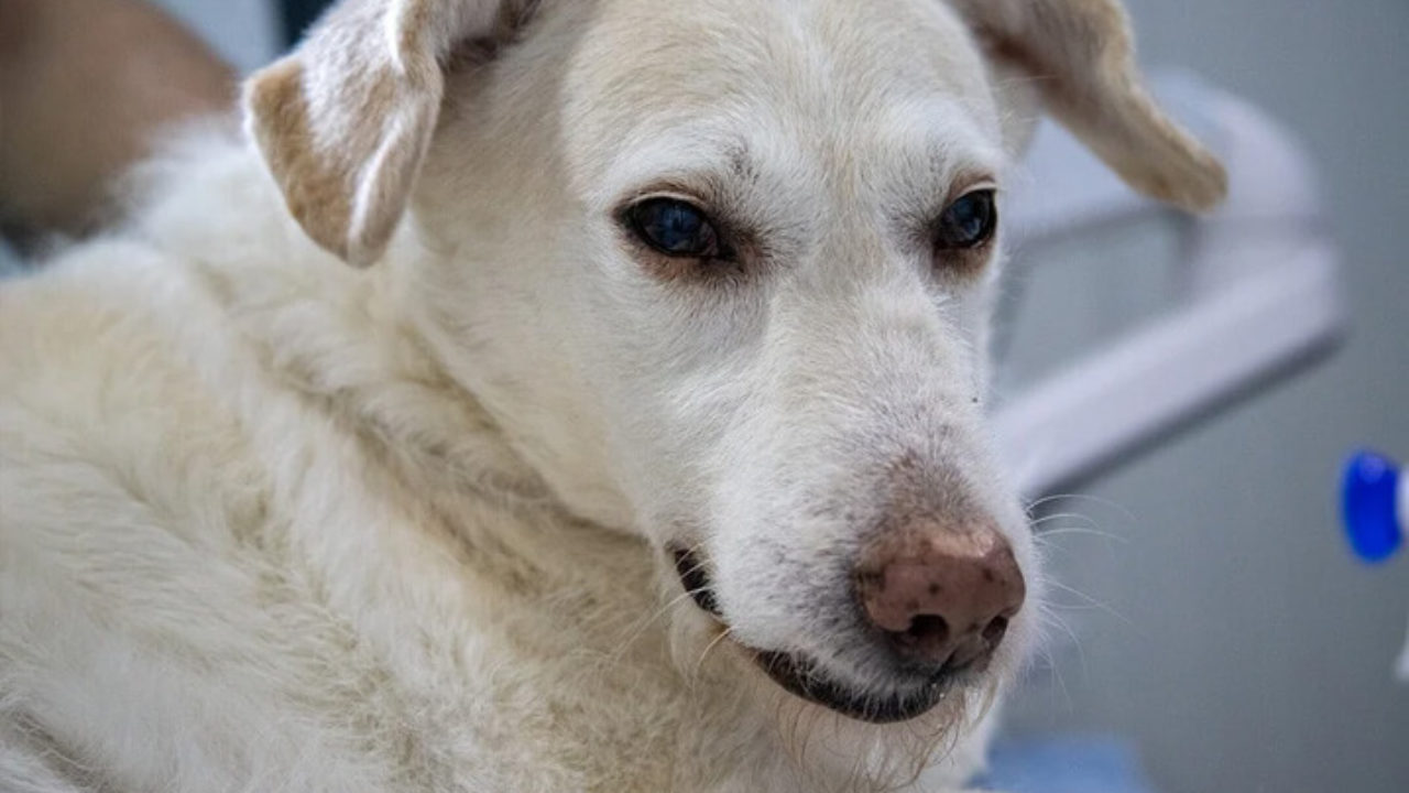 ligero acre asistencia Giárdia canina: saiba tudo sobre a doença parasitária | Petz