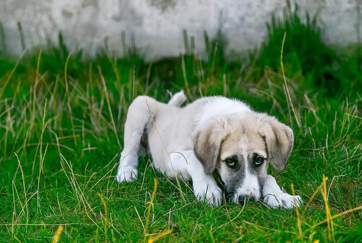 cachorro deitado na grama