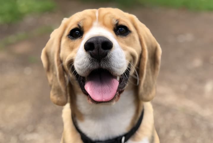 beagle com a língua de fora