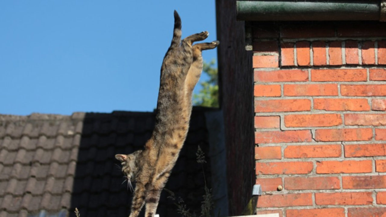 Gato pulando? Descubra 5 curiosidades sobre o salto dos felinos