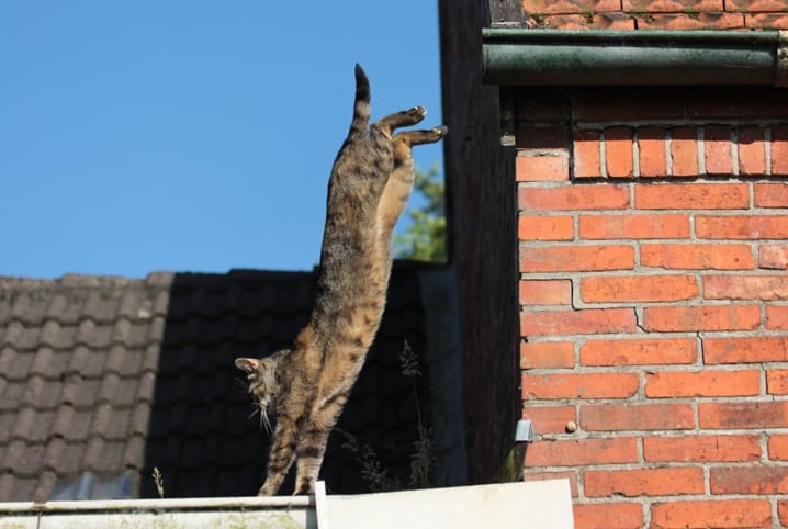 gato saltando de local alto