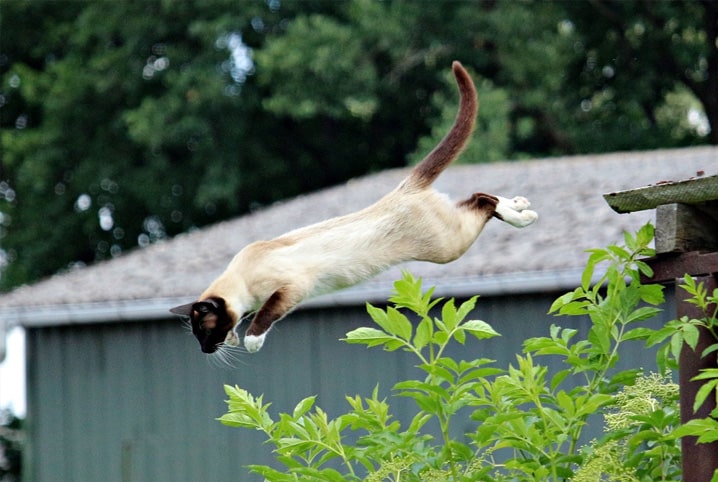 gato dando um salto