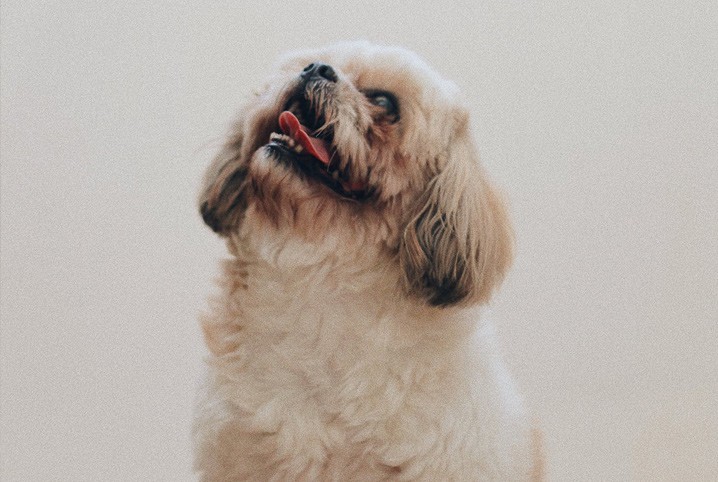 cachorro com a língua para fora