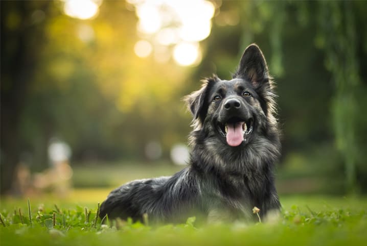 10 curiosidades incríveis sobre comportamento de cachorro