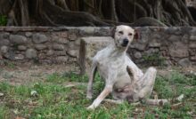 cachorro com coceira e feridas 2