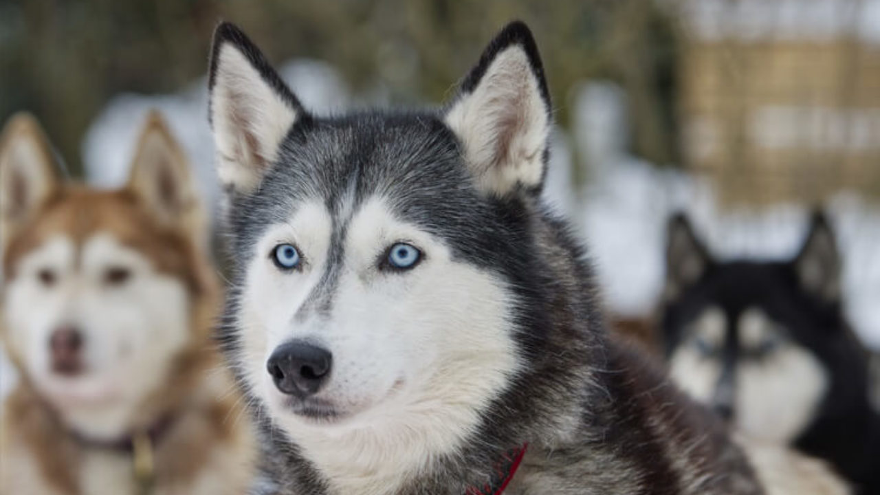 raça cachorro olho azul