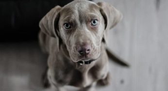Cachorro com olho azul é sinal de cegueira? Entenda aqui!