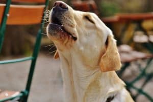 Cachorro gosta de música? Entenda a relação dos peludos com as melodias!