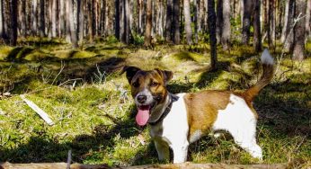 Cachorro mais rápido do mundo: conheça raças e curiosidades