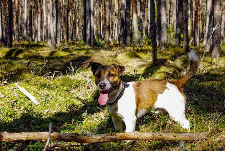 Cachorro mais rápido do mundo: conheça raças e curiosidades